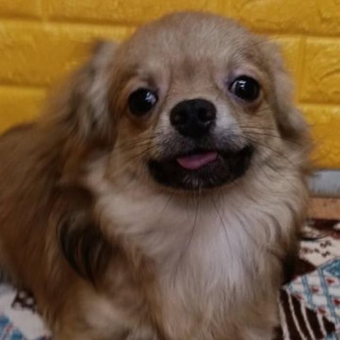 チワワ(ロング)(758)の子犬情報