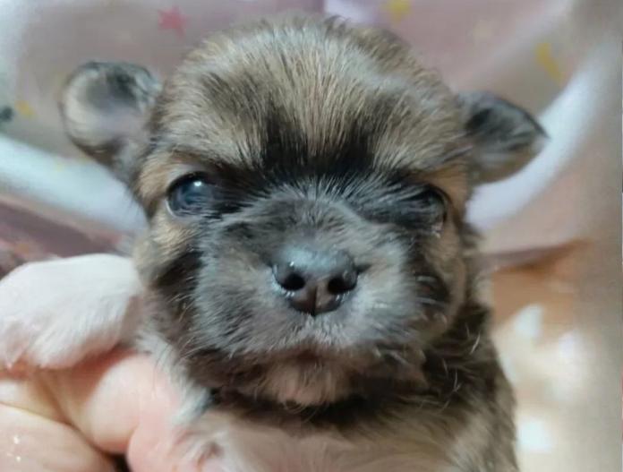 犬のプロフィール画像