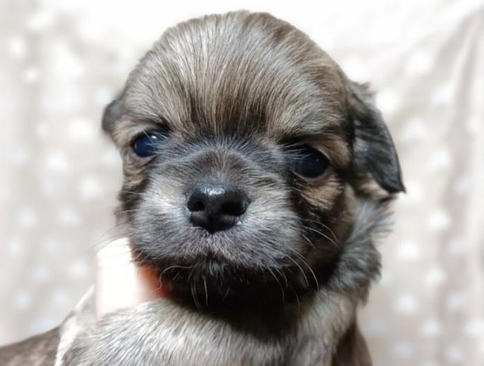 チワワ(ロング)(千葉県・男の子・2025/10/09・フォーン&ホワイト)の子犬情報! | 土屋 弘美ブリーダー(758)