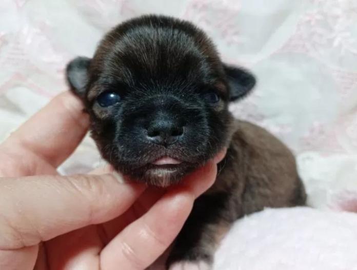 犬のプロフィール画像