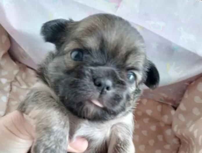 犬のプロフィール画像