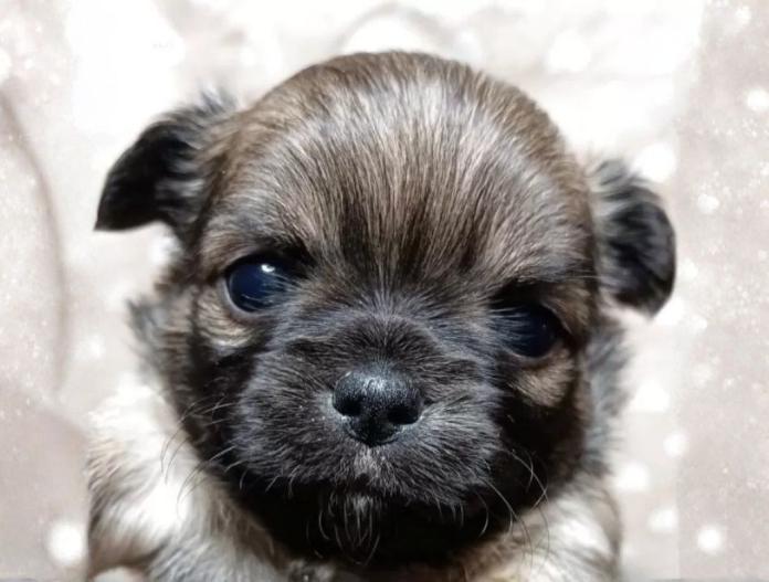 チワワ(ロング)(千葉県・女の子・2025/10/09・フォーン&ホワイト)の子犬情報! | 土屋 弘美ブリーダー(759)