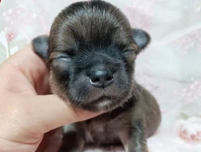 犬のプロフィール画像