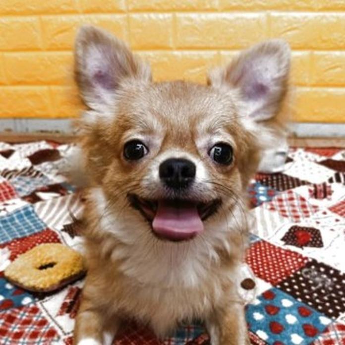 チワワ(ロング)(760)の子犬情報