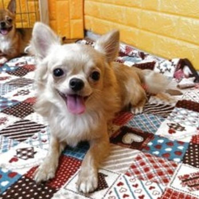 チワワ(ロング)(760)の子犬情報