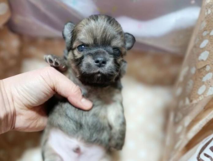 犬のプロフィール画像