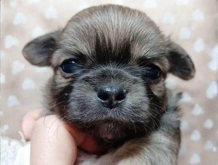 チワワ(ロング)(千葉県・男の子・2025/10/09・フォーン&ホワイト)の子犬情報! | 土屋 弘美ブリーダー(760)