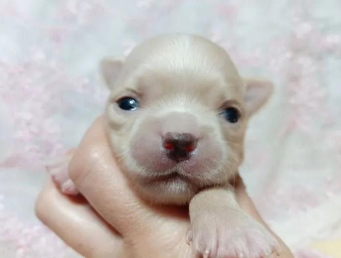 犬のプロフィール画像