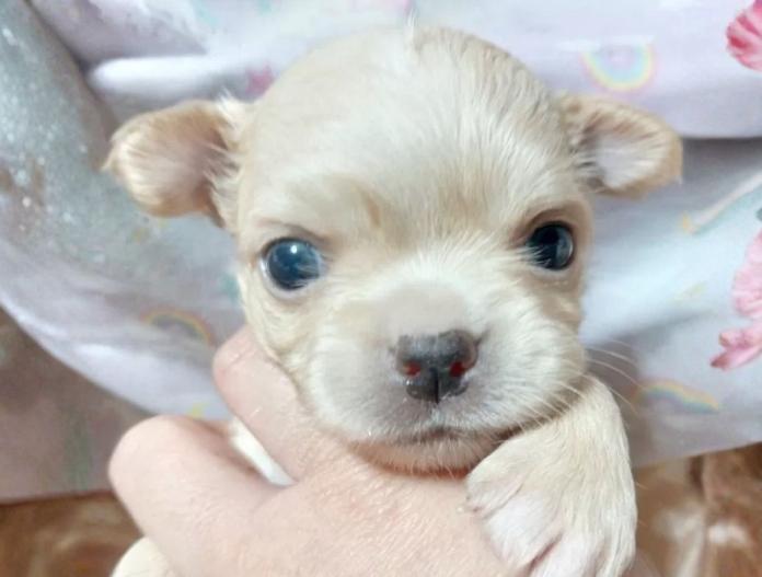 犬のプロフィール画像