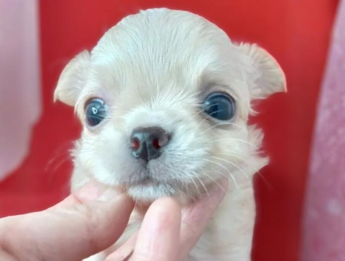 チワワ(ロング)(千葉県・男の子・2025/10/09・クリーム)の子犬情報! | 土屋 弘美ブリーダー(761)