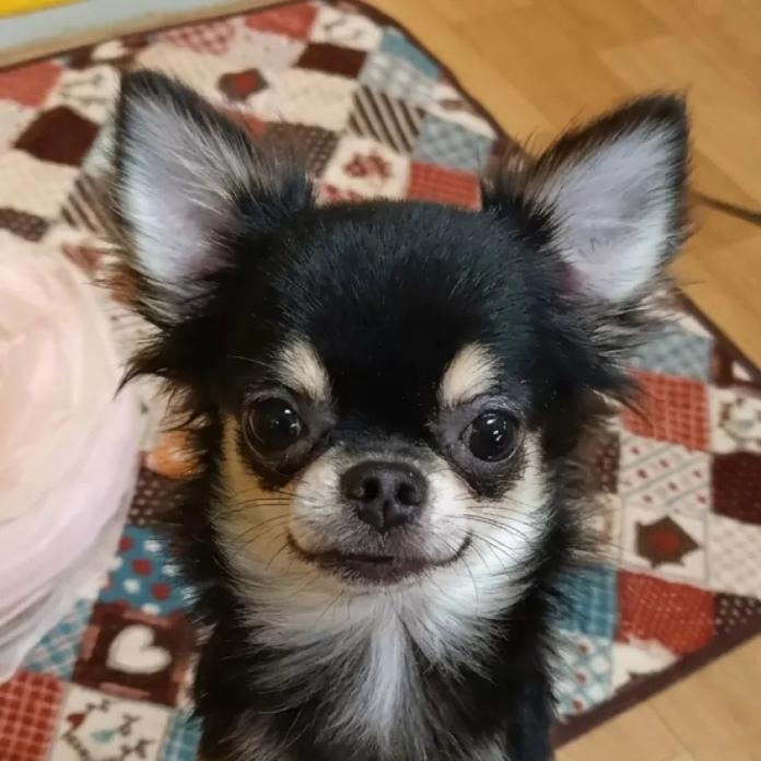 チワワ(ロング)(764)の子犬情報