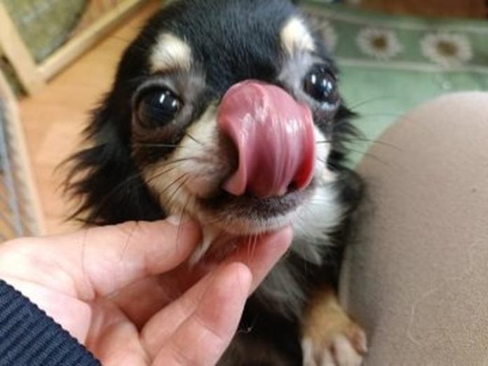 チワワ(ロング)(764)の子犬情報