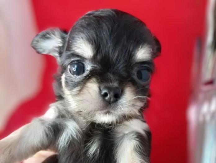 チワワ(ロング)(千葉県・女の子・2025/10/09・ブラックタン)の子犬情報! | 土屋 弘美ブリーダー(764)