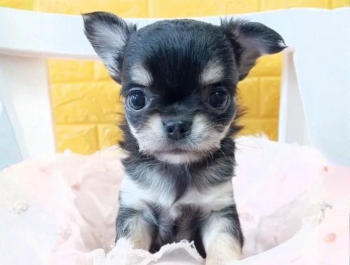 チワワ(ロング)(千葉県・女の子・2025/10/09・ブラックタン)の子犬情報! | 土屋 弘美ブリーダー(764)