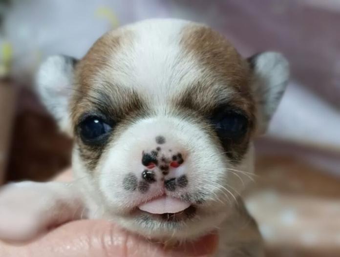 犬のプロフィール画像