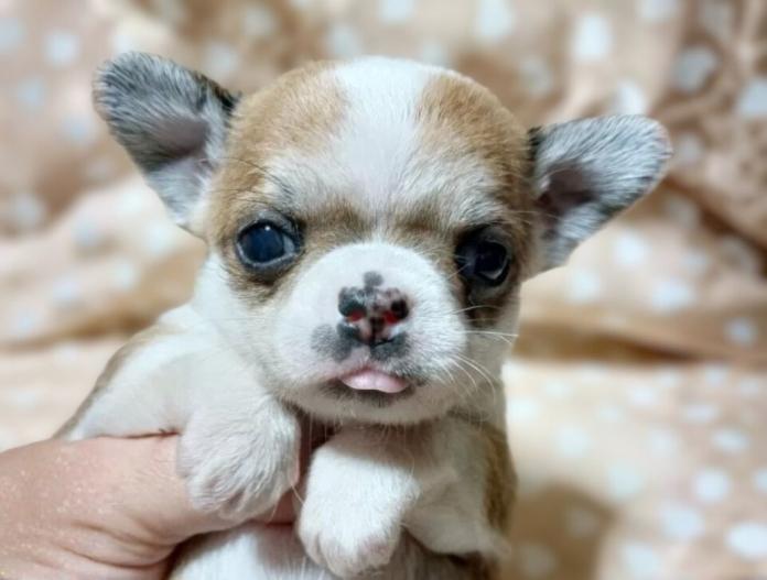 チワワ(スムース)(千葉県・女の子・2025/10/12・レッド&ホワイト)の子犬情報! | 土屋 弘美ブリーダー(765)