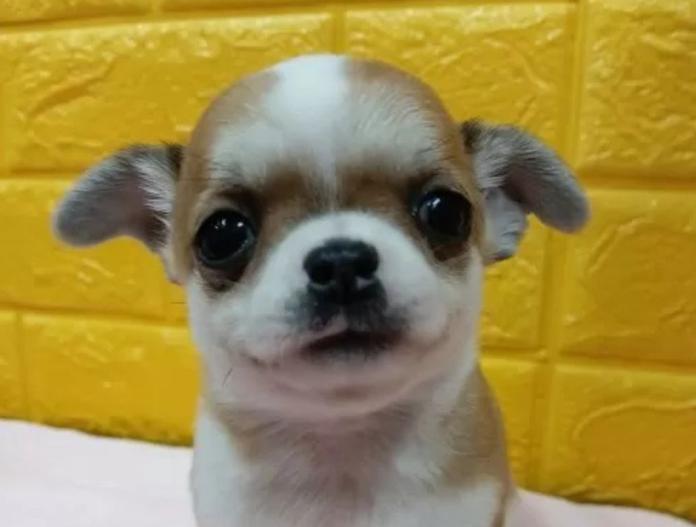 チワワ(スムース)(千葉県・女の子・2025/10/12・レッド&ホワイト)の子犬情報! | 土屋 弘美ブリーダー(765)