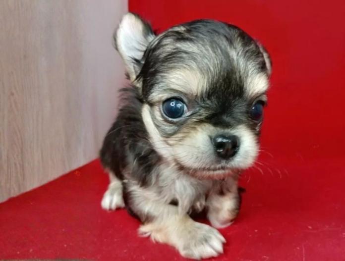 チワワ(ロング)(千葉県・男の子・2025/10/09・ブラックタン)の子犬情報! | 土屋 弘美ブリーダー(768)