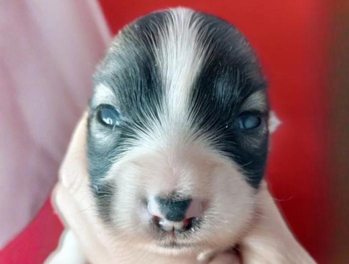 パピヨン(千葉県・女の子・2025/10/28・レッドセーブル&ホワイト)の子犬情報! | 土屋 弘美ブリーダー(810)