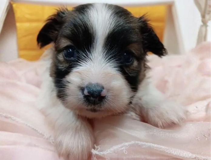 パピヨン(千葉県・女の子・2025/10/28・レッドセーブル&ホワイト)の子犬情報! | 土屋 弘美ブリーダー(810)