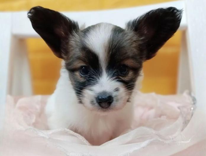 パピヨン(千葉県・女の子・2025/10/28・レッドセーブル&ホワイト)の子犬情報! | 土屋 弘美ブリーダー(810)