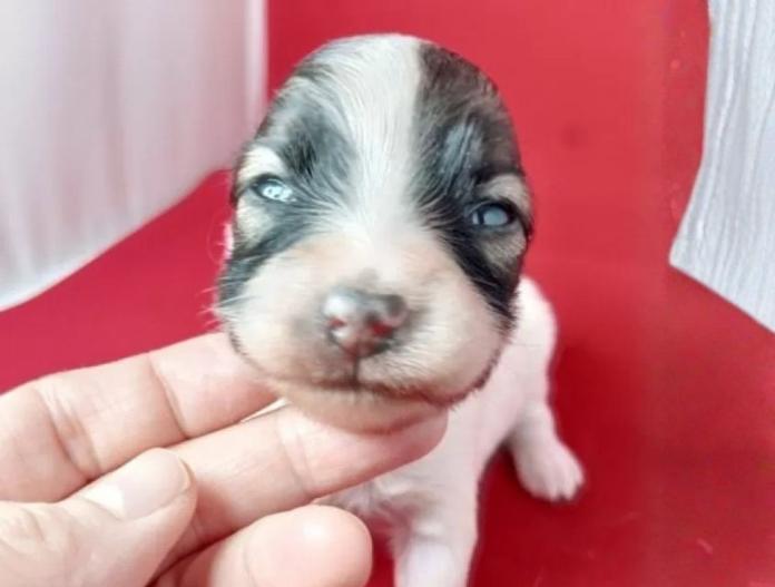 パピヨン(千葉県・女の子・2025/10/28・レッドセーブル&ホワイト)の子犬情報! | 土屋 弘美ブリーダー(811)