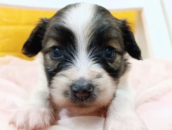 パピヨン(千葉県・女の子・2025/10/28・レッドセーブル&ホワイト)の子犬情報! | 土屋 弘美ブリーダー(811)