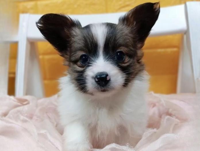 パピヨン(千葉県・女の子・2025/10/28・レッドセーブル&ホワイト)の子犬情報! | 土屋 弘美ブリーダー(811)