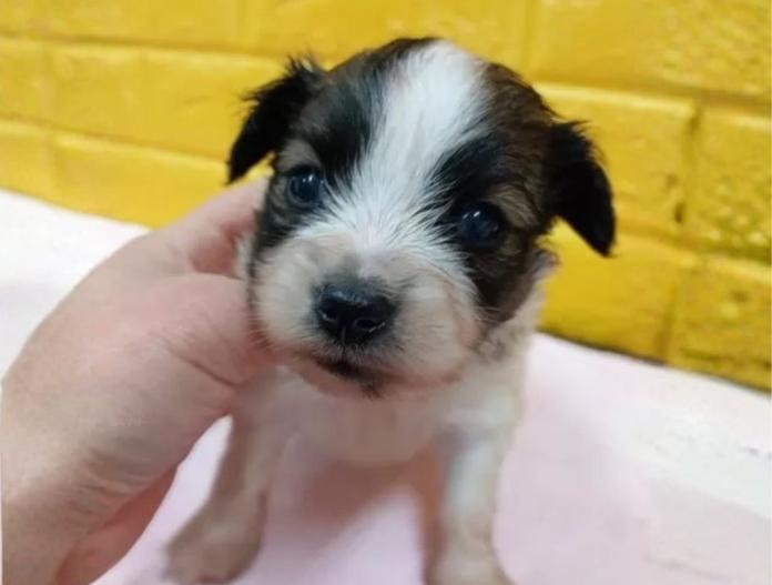 パピヨン(千葉県・男の子・2025/10/28・レッドセーブル&ホワイト)の子犬情報! | 土屋 弘美ブリーダー(812)