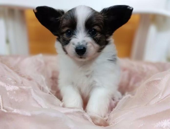 パピヨン(千葉県・男の子・2025/10/28・レッドセーブル&ホワイト)の子犬情報! | 土屋 弘美ブリーダー(812)