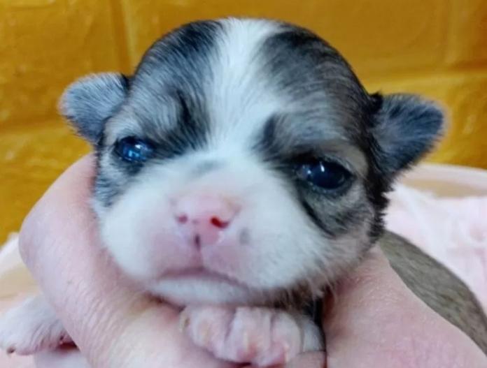 チワワ(ロング)(千葉県・男の子・2025/11/18・フォーン&ホワイト)の子犬情報! | 土屋 弘美ブリーダー(888)