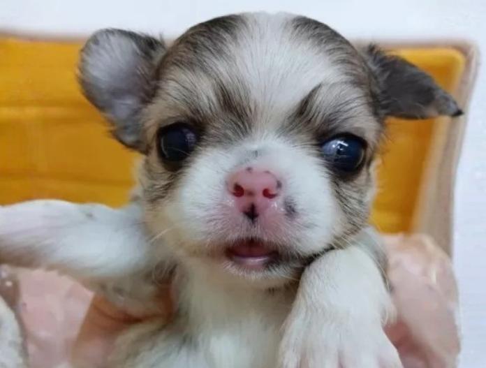 チワワ(ロング)(千葉県・男の子・2025/11/18・フォーン&ホワイト)の子犬情報! | 土屋 弘美ブリーダー(888)