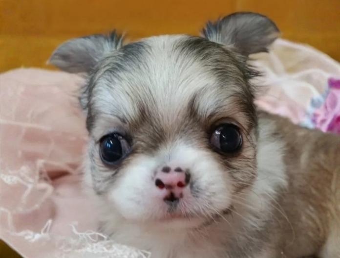 チワワ(ロング)(千葉県・男の子・2025/11/18・フォーン&ホワイト)の子犬情報! | 土屋 弘美ブリーダー(888)