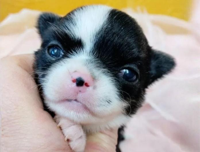 チワワ(ロング)(千葉県・女の子・2025/11/18・ブラック&ホワイトマーキングス)の子犬情報! | 土屋 弘美ブリーダー(889)