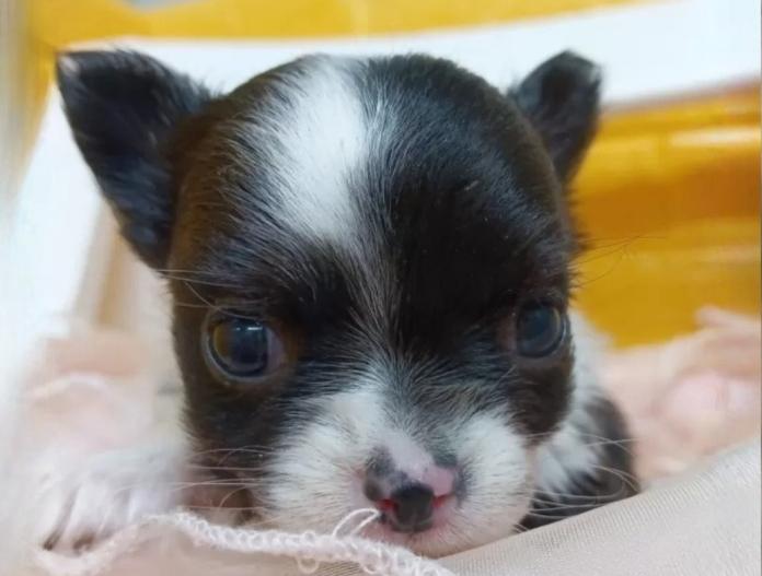 チワワ(ロング)(千葉県・女の子・2025/11/18・ブラック&ホワイトマーキングス)の子犬情報! | 土屋 弘美ブリーダー(889)