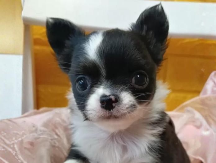 チワワ(ロング)(千葉県・女の子・2025/11/18・ブラック&ホワイトマーキングス)の子犬情報! | 土屋 弘美ブリーダー(889)