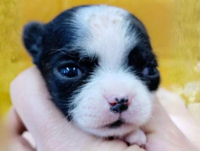 チワワ(スムース)(千葉県・女の子・2025/11/18・ブラック&ホワイトマーキングス)の子犬情報! | 土屋 弘美ブリーダー(890)