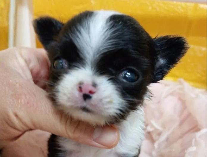チワワ(スムース)(千葉県・男の子・2025/11/18・ブラック&ホワイトマーキングス)の子犬情報! | 土屋 弘美ブリーダー(891)
