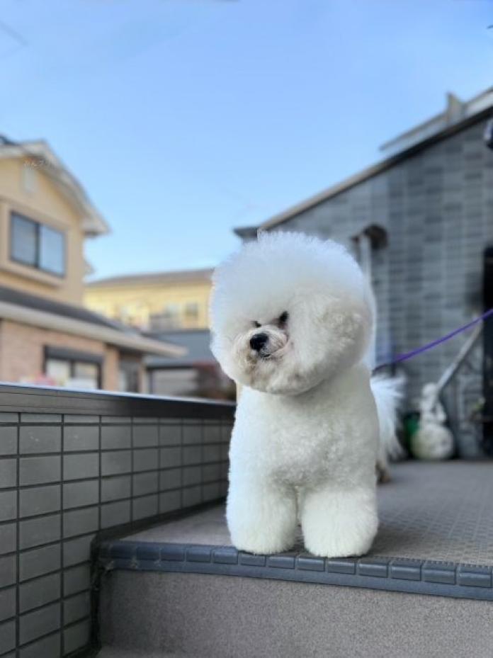 犬のプロフィール画像