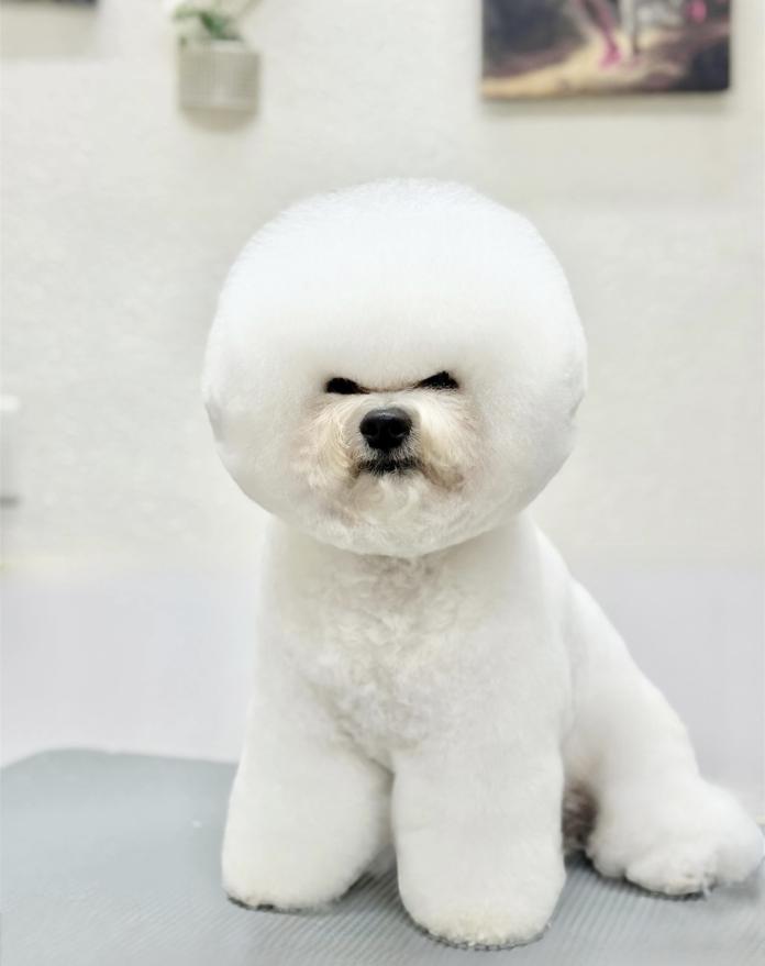犬のプロフィール画像