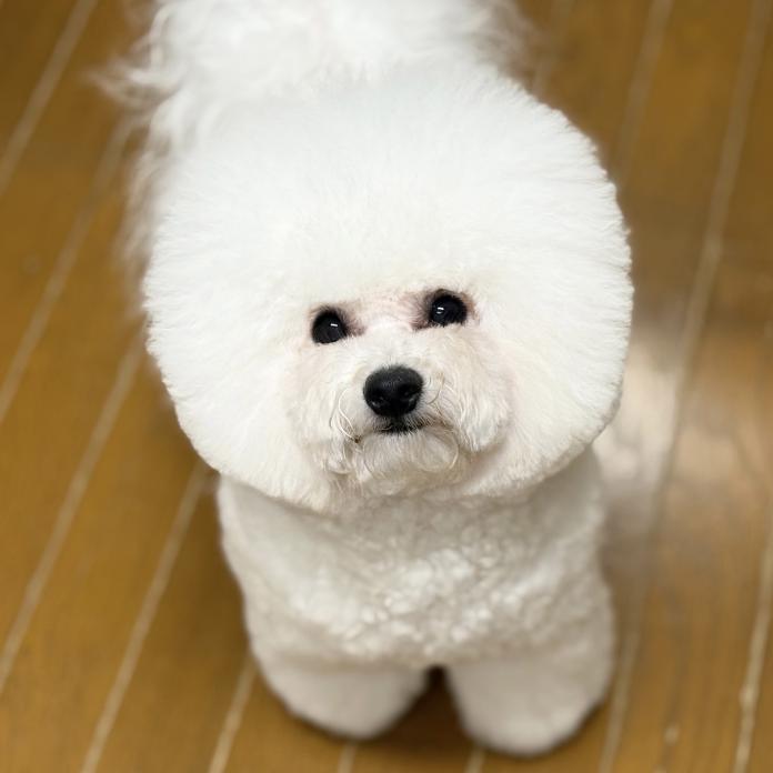 犬のプロフィール画像