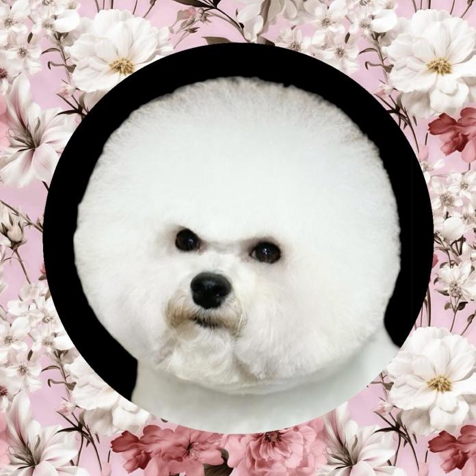 親犬のプロフィール画像