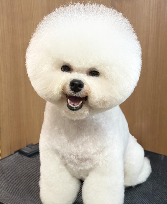 犬のプロフィール画像