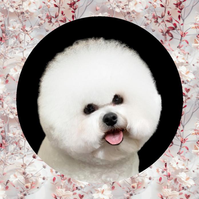 犬のプロフィール画像