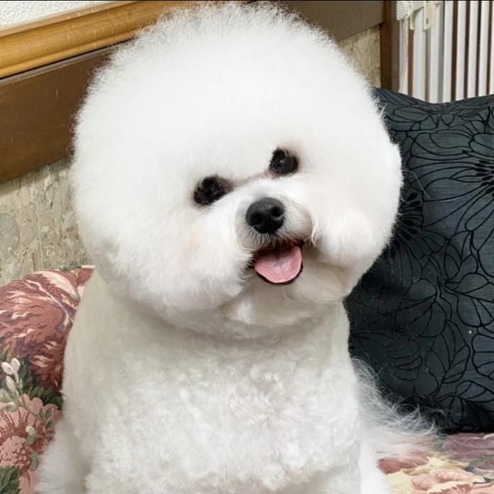 犬のプロフィール画像