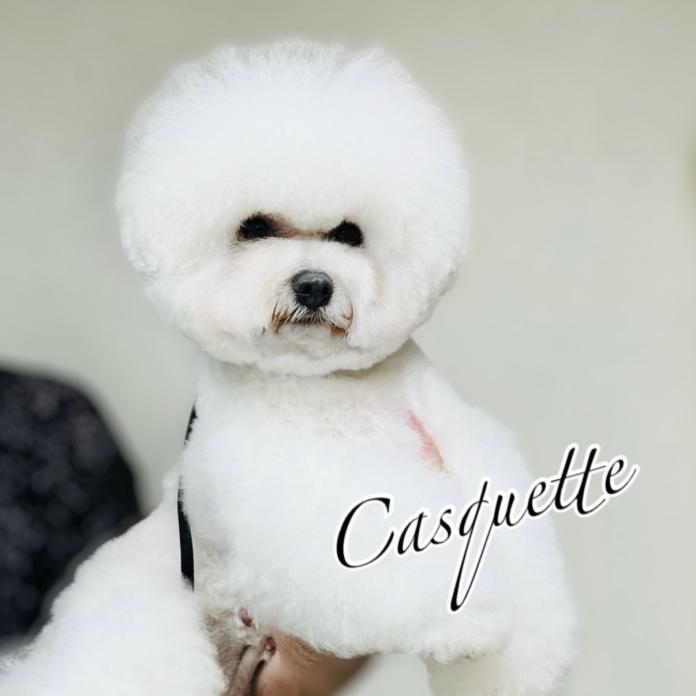 犬のプロフィール画像