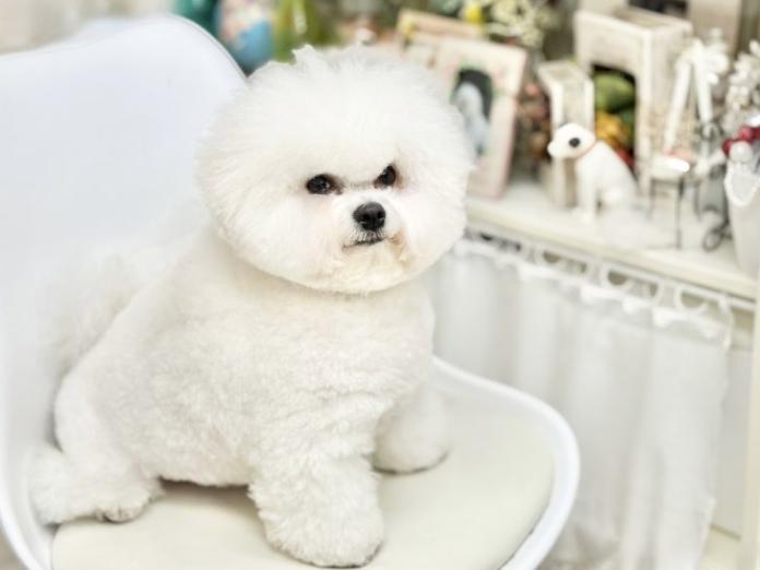 犬のプロフィール画像
