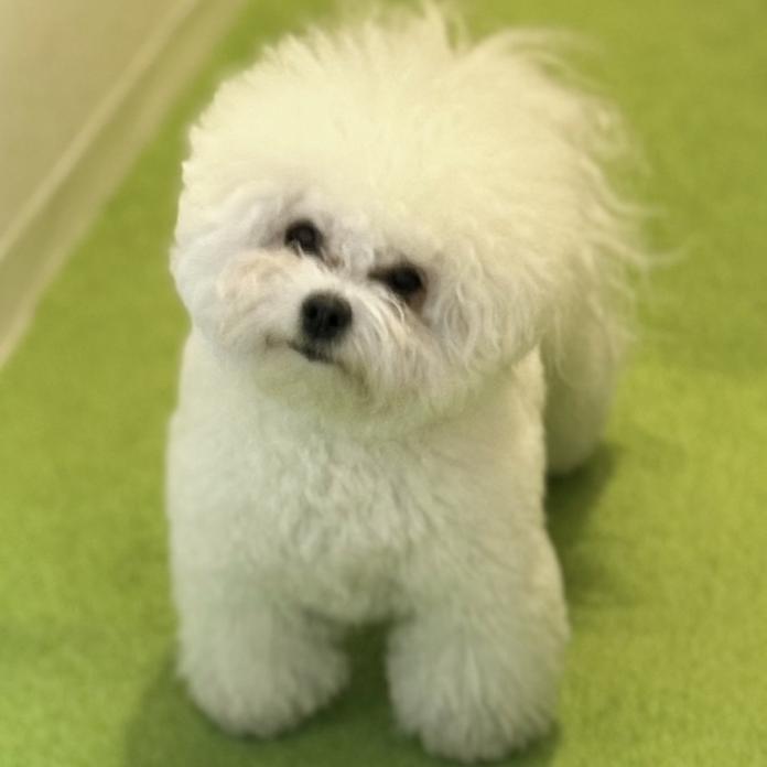 犬のプロフィール画像