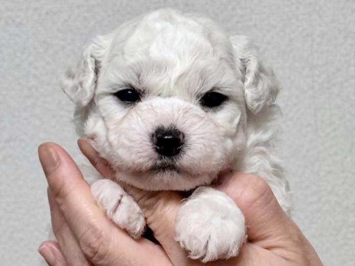 ビションフリーゼ(東京都・男の子・2026/02/02・ホワイト)の子犬情報! | 石井 貴之ブリーダー(1241)