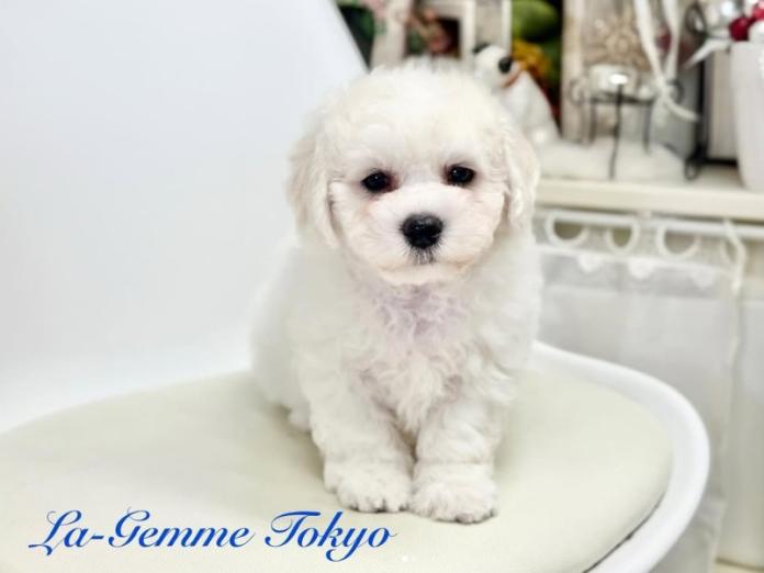 ビションフリーゼ(1241)の子犬情報